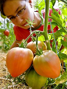 Tomaten der Sorte "Long Keeper" stammen aus den USA.