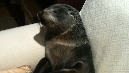 So müde ... "Lucky" macht ein Nickerchen auf der Couch.