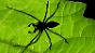 Je kleiner die Spinne ist, desto größer ist proportional ihr Gehirn. 