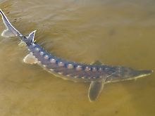 Jeder dritte Süßwasserfisch ist bedroht, so auch der Stör.