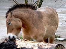 Der Bestand der Przewalski-Wildpferde erholt sich in der Mongolei.