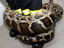 Ein vier Meter langer und 60 Kilogramm schwerer Tigerpython wickelt sich zu Demonstrationszwecken um die Beine eines Feuerwehrmannes.