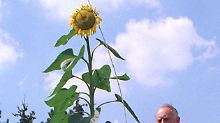 Hier präsentierte Willi Kaseler 2003 seine 4,3 Meter hohe Sonnenblume. Die neue Rekordblume ist fast doppelt so hoch.