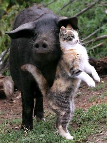 Gute Freunde: Im Gegensatz zu schwarzen Schafen bringen schwarze Schweine Glück.