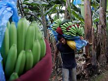 Ernte auf einer Plantage in Ecuador.