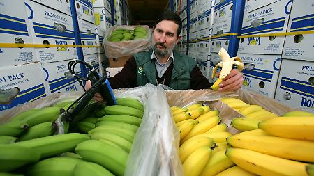 Die importierten Bananen werden erst in Deutschland gelb. Verantwortlich dafür ist das Gas Äthylen.