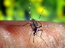 "Anopheles quadrimaculatus": eine Stechmücke, die Malaria übertragen kann.
