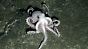 Der neu entdeckte Oktopus ist noch nicht näher identifiziert.