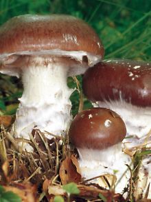 Cortinarius praestans