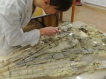 Ein Museumsmitarbeiter betrachtet die Schädelknochen des Sauriers.