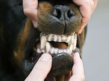 Für gefährliche Hunde gibt es jetzt einen neuartigen Beißschutz.