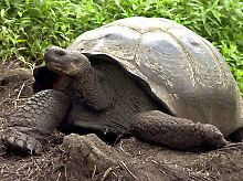 Eine Riesenschildkröte bei Puerto Ayora auf den Galápagos-Inseln.