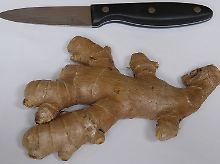 Das, was wir Ingwerwurzel nennen, ist eigentlich ein Rhizom, ein unter der Erde wachsender Spross.