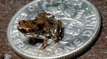 Ein Paedophryne amauensis, zum Größenvergleich auf einer US-Dime-Münze.