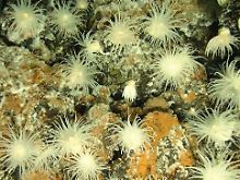 Die Anemonen heften sich mit ihren langen weißen Fanarmen an das Vulkangestein.