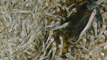 Die Aufnahme zeigt zwei der neu entdeckten Arten: Krabben, die mit einem lichtempfindlichen Organ ausgestattet sind, und dazwischen einen blassen, schlangenähnlichen Fisch.