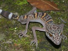 ... und ein Leoparden-Gecko: eine "biologische Sensation".