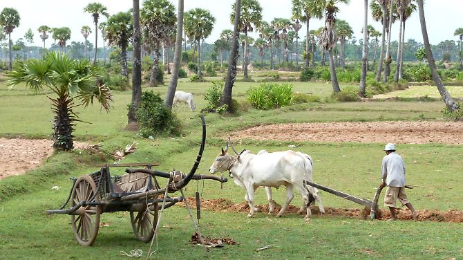Ein Bauer bearbeitet nahe Kampong Thom sein Feld.
