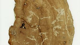 Ebenfalls entdeckt: 150 Millionen altes Stück Holz aus Dorset, England.