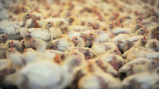 In einem der Hähnchenställe für den Geflügelproduzenten "Wiesenhof" in Visbek werden 30.000 Jungtiere gehalten.