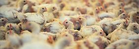 In einem der Hähnchenställe für den Geflügelproduzenten "Wiesenhof" in Visbek werden 30.000 Jungtiere gehalten.
