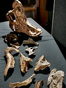 Die Dinosaurierknochen wurden im Bundesstaat Coahuila gefunden.