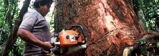 Der Regenwald im brasilianischen Amazonas-Gebiet wird immer schneller und drastischer illegal abgeholzt.