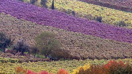 Bunt verfärbt sind die Weinberge um Gimmeldingen bei Neustadt an der Weinstraße.