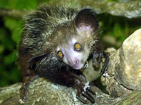 Die nachtaktiven Primaten leben auf Madagaskar und gehören zu den Allesfressern.