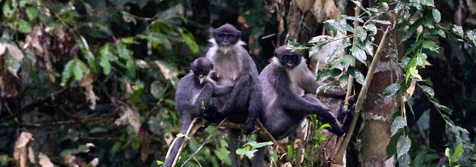 Gruppe der wiederentdeckten Grauhaarige Hose-Languren im Wehea-Wald auf Borneo.