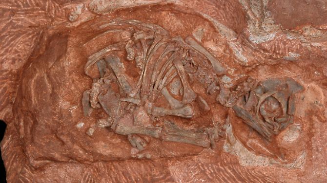 Skelett des Embryos eines Massospondylus aus einem Nest früher Saurier: Der Kopf wurde nach dem Tod des Embryos aus der Eierschale getrieben, möglicherweise durch die Bildung von Fäulnisgasen.