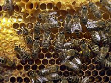 Weltweit sterben immer mehr Bienen, warum weiß bisher niemand.