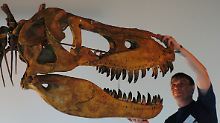 Ein Präparator justiert den Unterkiefer eines Tyrannosaurus bataar kurz vor einer Ausstellung. 