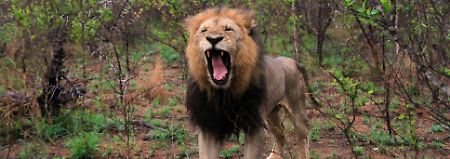 Nur wenige Meter trennen den Landrover mit den Safariteilnehmern vom König der Tiere. Im Sabi Sand Game Reserve kommt man den Raubkatzen ungewöhnlich nahe.