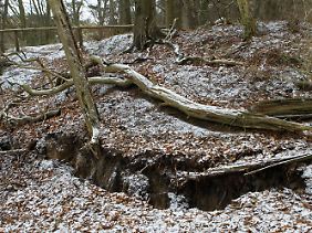 Ein zwei Kilometer langer Riss zieht sich hier durch den Wald.