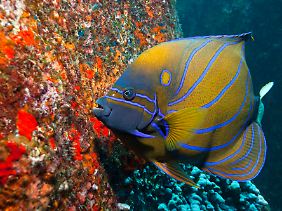 Prächtige Riffbewohner wie dieser Ring-Kaiserfisch (Pomacanthus annularis) sind auf jedem Tauchgang um die Similan-Inseln zu sehen.