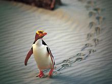 ... mit seinen Naturschönheiten. (Pinguin am Strand von Dunedin)