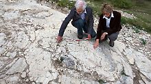 Die Hobby-Forscher suchten gezielt nach Dino-Spuren.