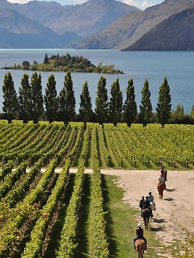 Rippon Vineyard am Lake Wanaka ist auch für Reiter ein beliebtes Ausflugsziel.