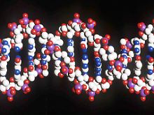 Die menschliche DNA ist spiralförmig angeordnet.