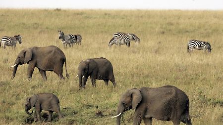 Naturerleben: Elefanten und Zebras im Masai Mara Nationalpark in Kenia. 