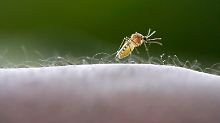 Malaria wird durch den Stich einer weiblichen Stechmücke (Moskito) der Gattung Anopheles übertragen.