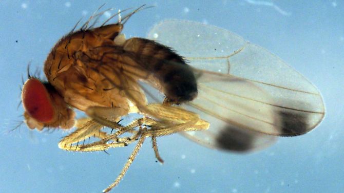 Die Drosophila suzukii, die Kirschessigfliege, wird erstmals im Herbst in Deutschland entdeckt.
