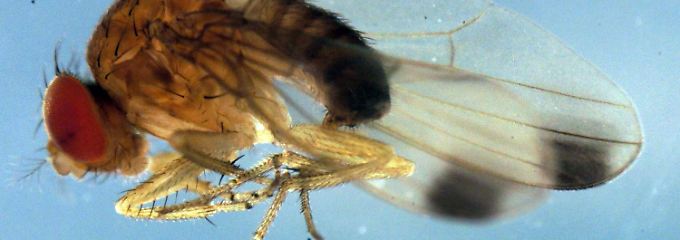 Die Drosophila suzukii, die Kirschessigfliege, wird erstmals im Herbst in Deutschland entdeckt.
