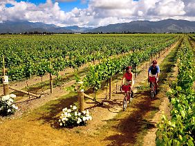 Wie hier in der Region Marlborough wird Wein in Neuseeland überall zu ebener Erde angebaut - "Weinberge" gibt es in der Hügellandschaft nicht.
