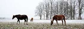 Mit einem trockenen Stall im Rücken kein Problem: Pferde auf der Winterweide.