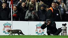 Einen Namen hat die Anfield-Katze nicht, aber drei Twitter-Accounts und fast 50.000 Fans.