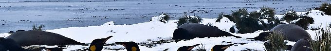 Erinnerungen an einen seltsamen Krieg: Säbelrasseln um die Falkland-Inseln