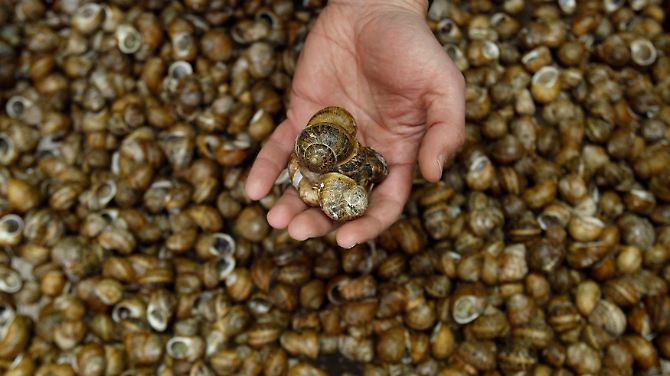 Griechische Schnecken: Viel schneller als die Weichtiere kommen die Griechenland-Verhandlungen auch nicht voran.