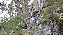 Ein Baum, "gestorben" im Jahr 1333.
